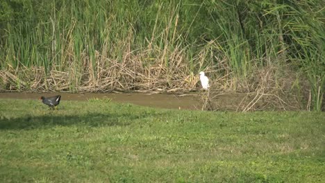 Louisiana-Two-Birds-&-Pond