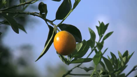 Satsuma-Gegen-Himmel