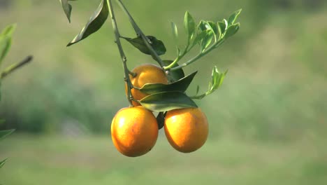 Satsuma-Gegen-Grün