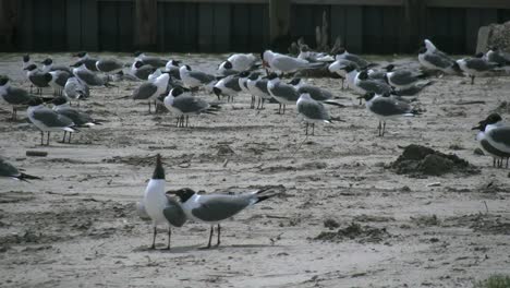 Cortejo-De-Gaviotas