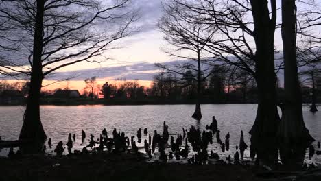 Tennessee-Reelfoot-Lake-Cypress-Trees-With-Knees-At-Sunset