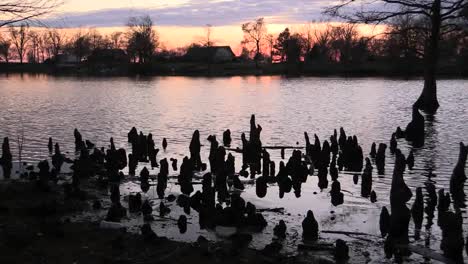 Tennessee-Reelfoot-Lake-Cypress-Blick-Bei-Sonnenuntergang-Zypressenknie-Im-Vordergrund