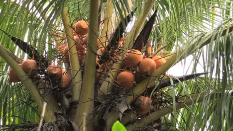 Amerikanisch-samoa-Kokosnüsse-In-Einer-Kokospalme