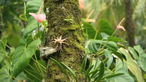 American-Samoa-Epiphites