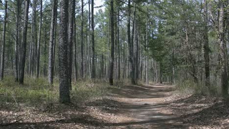 Arkansas-Kiefernwald-Mit-Gasse