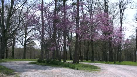 Arkansas-Redbud-árboles-Y-Carril