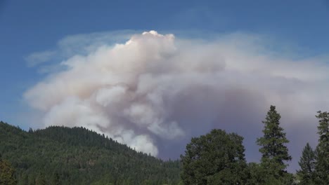 California-Ondulante-Nube-De-Humo-Sobre-Los-árboles