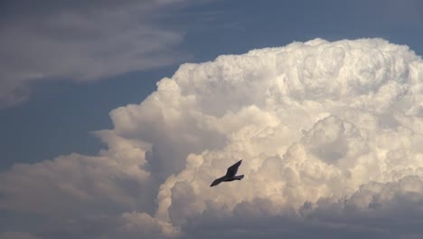 Kalifornien-Cumulonimbus-Wolken-Mit-Vogel