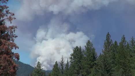 Humo-De-California-Por-Encima-De-Los-árboles