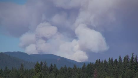 Humo-ondulante-de-California