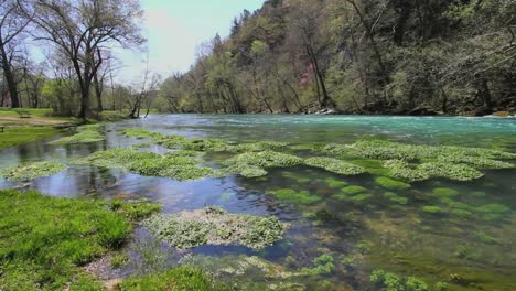 Missouri-Current-River-And-Floating-Vegetation-At-Big-Spring