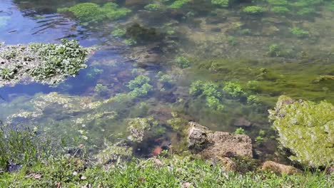 Missouri-Aktuelle-Flussvegetation-In-Klarem-Wasser-Bei-Großer-Quelle