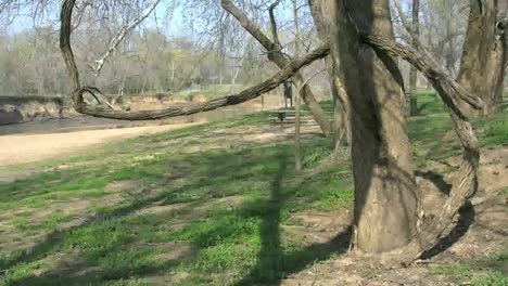 Missouri-Eine-Verdrehte-Rebe-Wächst-Um-Einen-Baum