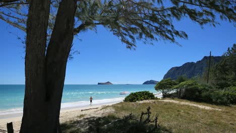 Oahu-Waimanalo-Beach-Con-El-Hombre-En-El-Marco-Del-árbol-De-Surf