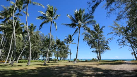 Palmeras-Oahu-Waimanalo