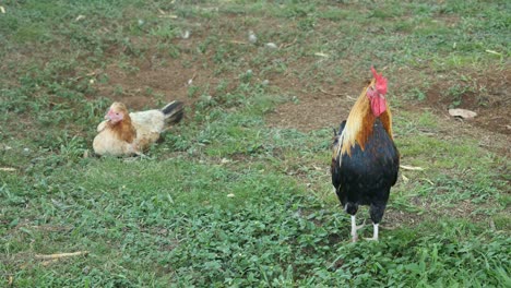 Oahu-Rooster-And-Hen