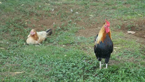 Oahu-Gallo-Y-Gallina