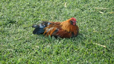 Oahu-Rooster-Sitting-In-Grass