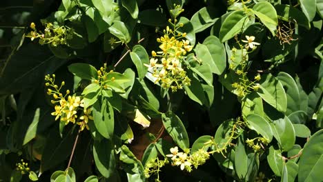 Oahu-Tropische-Blumen-Und-Blätter