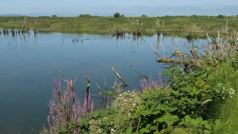 Oregon-Columbia-River-Backwater-Teichrand-Pfanne-Back