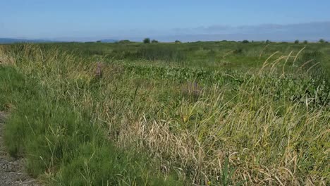 Oregon-Columbia-Río-Backwater-Roadside-Weeds