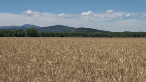 Campo-De-Trigo-Del-Valle-De-Willamette-De-Oregon