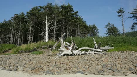 Oregon-Küstenjunge-Spielt-Auf-Totem-Baum