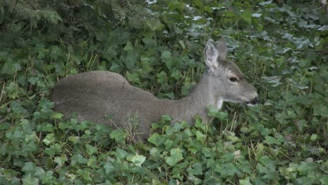 Oregon-Hirsch-In-Efeu-Blinzelt-Mit-Den-Augen-Und-Wackelt-Mit-Den-Ohren-Ear