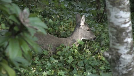 Oregon-Deer-In-Ivy-Wiggles-Ears
