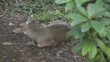 Oregon-Deer-Sitting-On-Bare-Ground