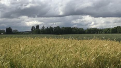 Oregon-Goldener-Weizen-In-Der-Sonne