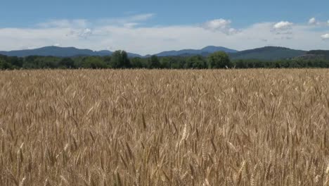 Granja-De-Trigo-Del-Valle-De-Oregon