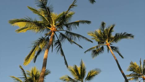 Palmeras-y-cielo-azul