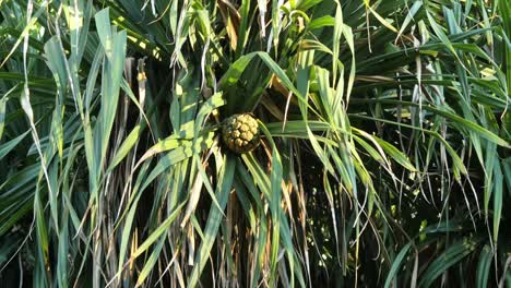 Planta-Pandanus