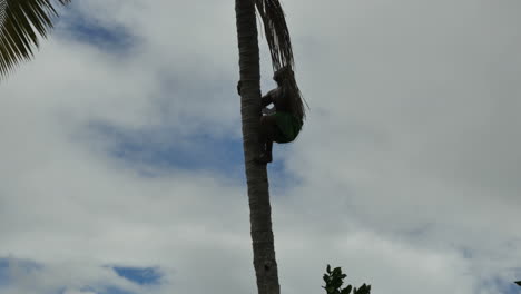 Samoa-Climbing-Up-Coconut-Palm