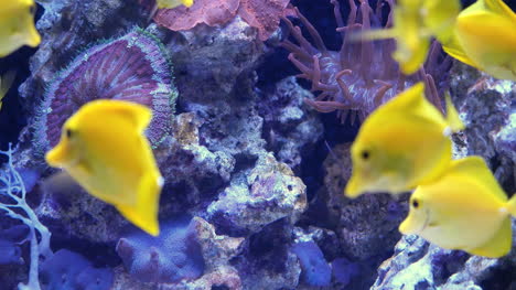 School-Of-Yellow-Tang-Fish-Swimming