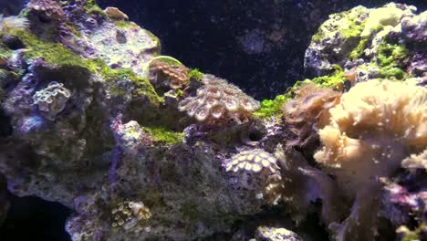 Unterwasseranemonen-Und-Schwimmende-Fische