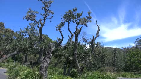 Australien-Banksia-Bäume-Blauer-Himmel-Und-Weiße-Wolke