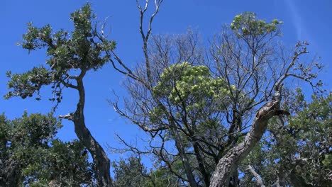 Australien-Banksia-Wälder-Und-Strahlend-Blauer-Himmel