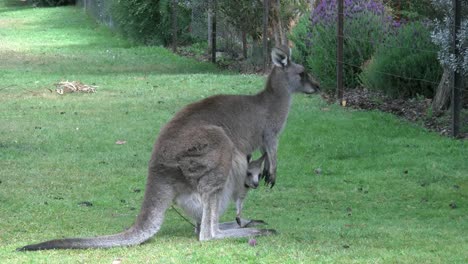 Canguro-De-Los-Grampians-De-Australia-Con-Joey-Por-Valla