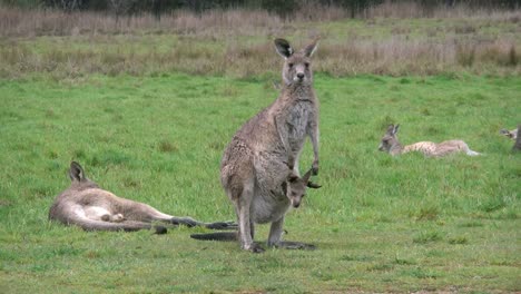 Australien-Kosciuszko-Mutterkänguru-Mit-Joey