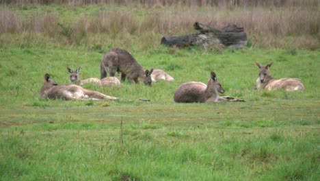 Australien-Kosciuszko-Gruppe-Von-Kängurus