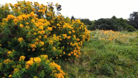 Australien-Mornington-Peninsula-Gelbe-Blumen-Auf-Strauch