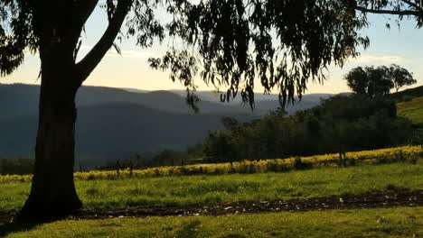 Australia-Mt-Bellevue-Tree-Frames-Vineyard