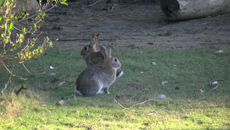 Australia-Murramarang-Beach-Bunny-Rabbits-Sitting-On-Grass