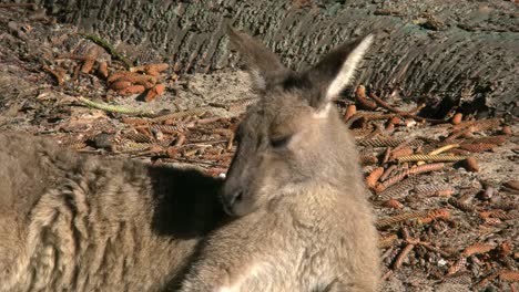 Australia-Murramarang-Cabeza-De-Canguro