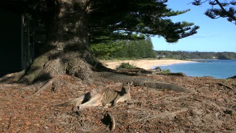 Australia-Canguro-Murramarang-Debajo-Del-árbol