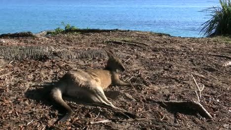 Australia-Murramarang-Kangaroo-Zooms-To-Head