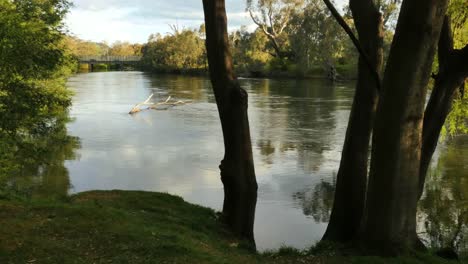 Australien-Murray-River-Bei-Albury-Durch-Bäume-Gesehen