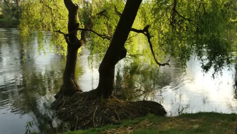 Australia-Murray-River-At-Albury-Willow